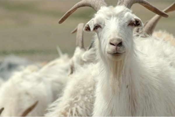What is Cashmere and why is it so expensive?